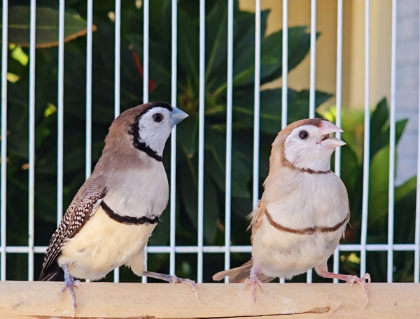 Owl Finches / Split Fawn Male x Fawn Female