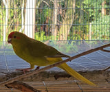 Kakariki parrot Cyanoramphus novaezelandiae captive bred for sale