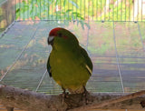 Kakariki parrot Cyanoramphus novaezelandiae captive bred for sale