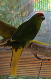 New Zealand kakariki parrot Paradise Aviary Exotics