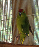 New Zealand kakariki parrot Paradise Aviary Exotics