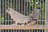 Cherry / Plum-headed finches ♂️ split fawn / ♀️ Fawn