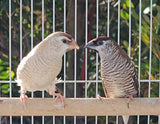 Cherry / Plum-headed finches ♂️ split fawn / ♀️ Fawn