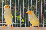 Star Finches / Yellow Face Cinnamon split Yellow Body