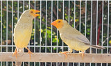 Star Finches / Yellow Face Cinnamon split Yellow Body