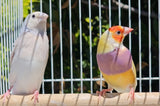 Gouldian Finches / Silver x Yellow Pair