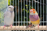 Gouldian Finches / Silver x Yellow Pair