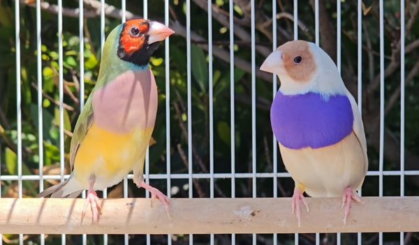 Gouldian Finches / Silver x Green Pair