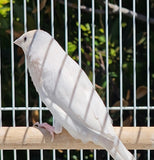 Gouldian Finches / Silver x Yellow Pair