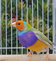 Gouldian Finches / Dilute