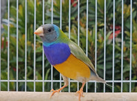 Gouldian Finches / Dilute