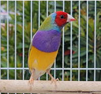 Gouldian Finches / Dilute