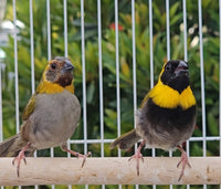 Cuban Melodious Finch