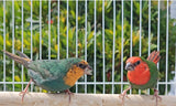 Red Throat Parrot Finch / Split Seagreen Male x Seagreen Female Pair
