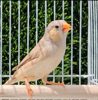 Zebra Finches / Triple Orange