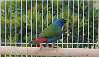 Forbes Parrot Finches