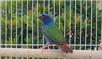 Forbes Parrot Finches