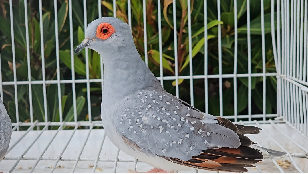 White doves for sale top