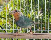 Red Throat Parrot Finch Lightly Pied