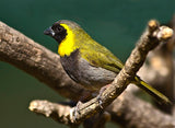 Cuban Melodious Finch