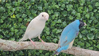 Gouldian Finches / Blue x White Pair
