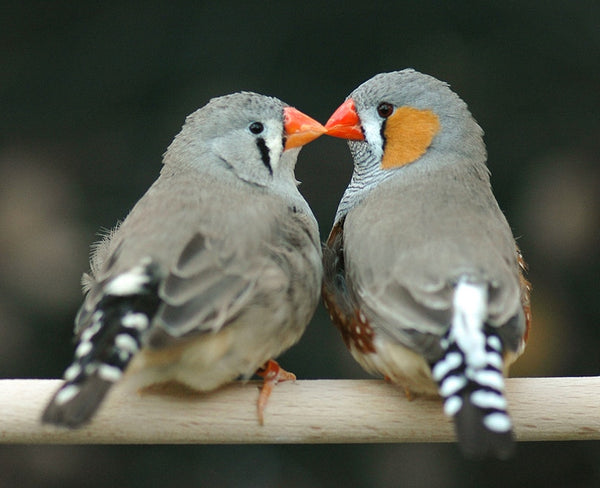 Zebra Finch - Regular