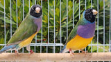 Gouldian Finches / European