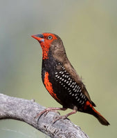 Painted Finch