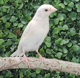 Gouldian Finches / Blue x White Pair