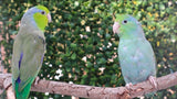 Parrotlet Pairs