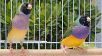 Gouldian Finches / European