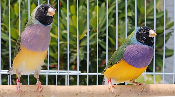 Gouldian Finches / European