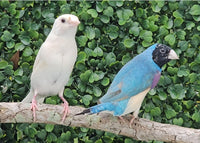 Gouldian Finches / Blue x White Pair
