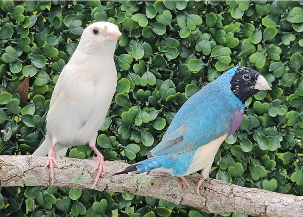 Gouldian Finches / Blue x White Pair