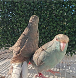 New Zealand kakariki parrot Paradise Aviary Exotics