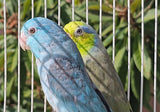 Parrotlet captive bred parrot for sale