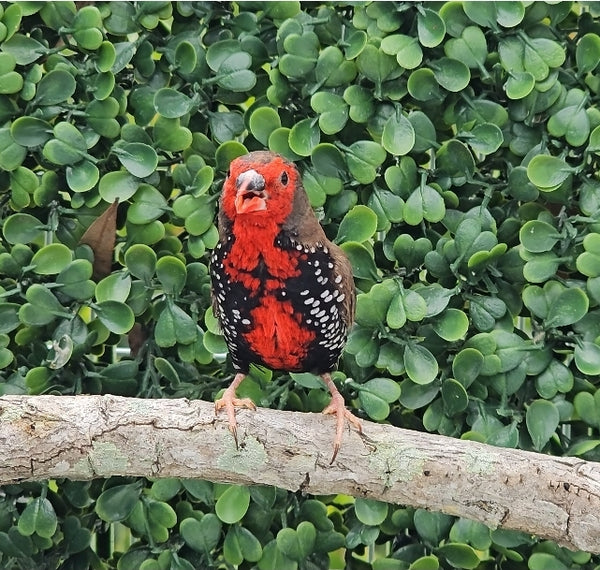 Painted Finch