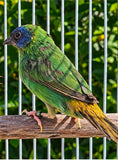 Blue Face Parrot Finch / Seagreen