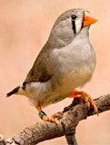 Zebra Finches for aviary and breeding