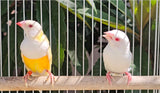 Gouldian Finches / Lutino x Albino Pair
