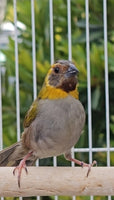 Cuban Melodious Finch