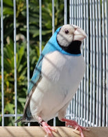 Gouldian Finches / Blue