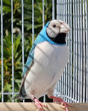 Gouldian Finches / Blue