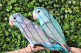 Parrotlet captive bred parrot for sale