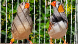 Zebra Finches