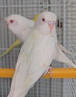 Parakeet