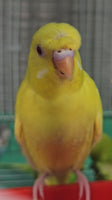 Parakeet