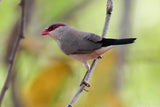 Black Rumped Waxbill