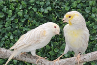 Yellow Mosaic Canary Isabel