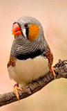 Zebra Finch breeding pair for sale